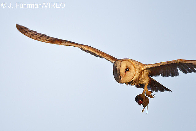 Barn Owl f20-12-007.jpg